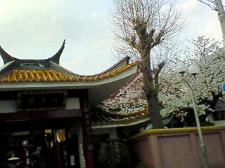 中国の寺・關帝廟の桜
